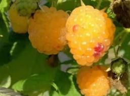 黄双季树莓覆盆子树苗